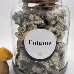Enigma Magic Mushrooms — Metro Mush